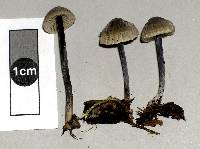 Entoloma uliginicola image