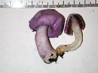 Cortinarius porphyroideus image