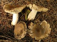 Russula amoenolens image