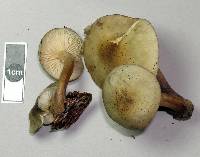 Armillaria novae-zelandiae image