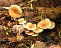 Hypholoma acutum image