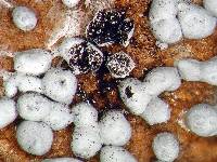 Physarum cinereum image