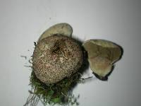 Lycoperdon lividum image