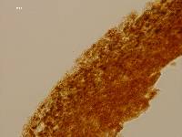 Aeruginospora furfuracea image
