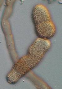 Cladosporium pseudiridis image