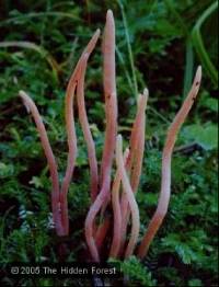 Clavaria roseoviolacea image