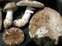 Amanita excelsa image