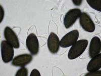 Daldinia dennisii var. microspora image