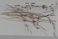 Jamesdicksonia festucae image