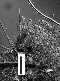 Lasiobolus cuniculi image