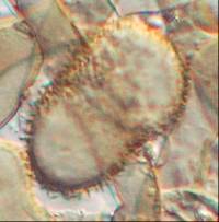 Cladosporium pseudiridis image