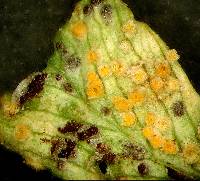 Uromyces minor image