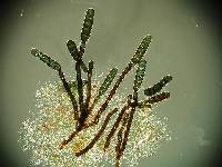 Dendryphiopsis atra image