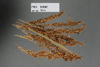 Sporisorium eriochrysis image