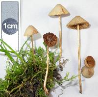 Conocybe rickeniana image