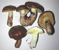 Suillus luteus image