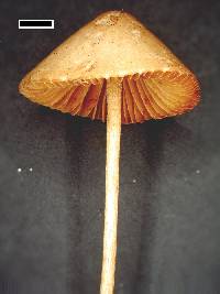 Conocybe rickeniana image