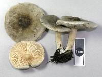 Melanoleuca exscissa var. exscissa image