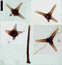 Triposporium elegans image