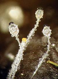 Pilobolus crystallinus image