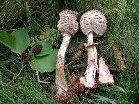 Chlorophyllum rachodes image