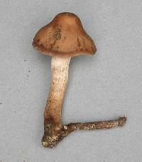 Psilocybe subaeruginosa image