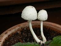 Leucocoprinus cepistipes image