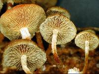 Hypholoma acutum image