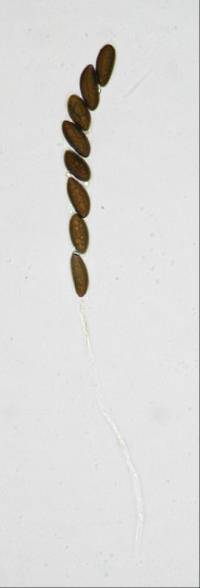 Daldinia dennisii var. microspora image