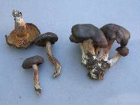 Cortinarius caryotis image