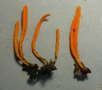 Clavulinopsis depokensis image