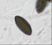 Daldinia dennisii var. microspora image