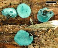 Chlorociboria aeruginascens subsp. australis image