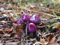 Cortinarius magellanicus image