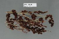 Image of Restiosporium dapsilanthi