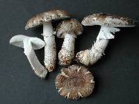 Amanita excelsa image