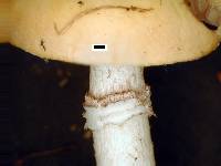 Stropharia coronilla image