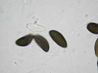 Daldinia dennisii var. microspora image