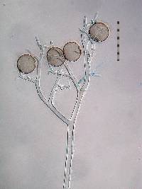 Plasmopara pusilla image