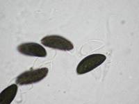 Daldinia dennisii var. microspora image