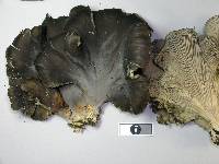 Pleurotus purpureo-olivaceus image