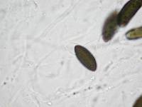 Daldinia dennisii var. microspora image