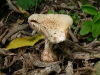 Amanita pareparina image