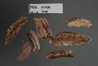 Teracosphaeria petroica image