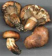 Tricholoma batschii image