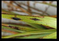 Schizochora calocarpa image