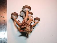 Armillaria novae-zelandiae image