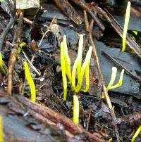 Clavulinopsis antillarum image