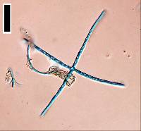 Image of Lemonniera centrosphaera