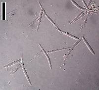 Image of Tricladium splendens